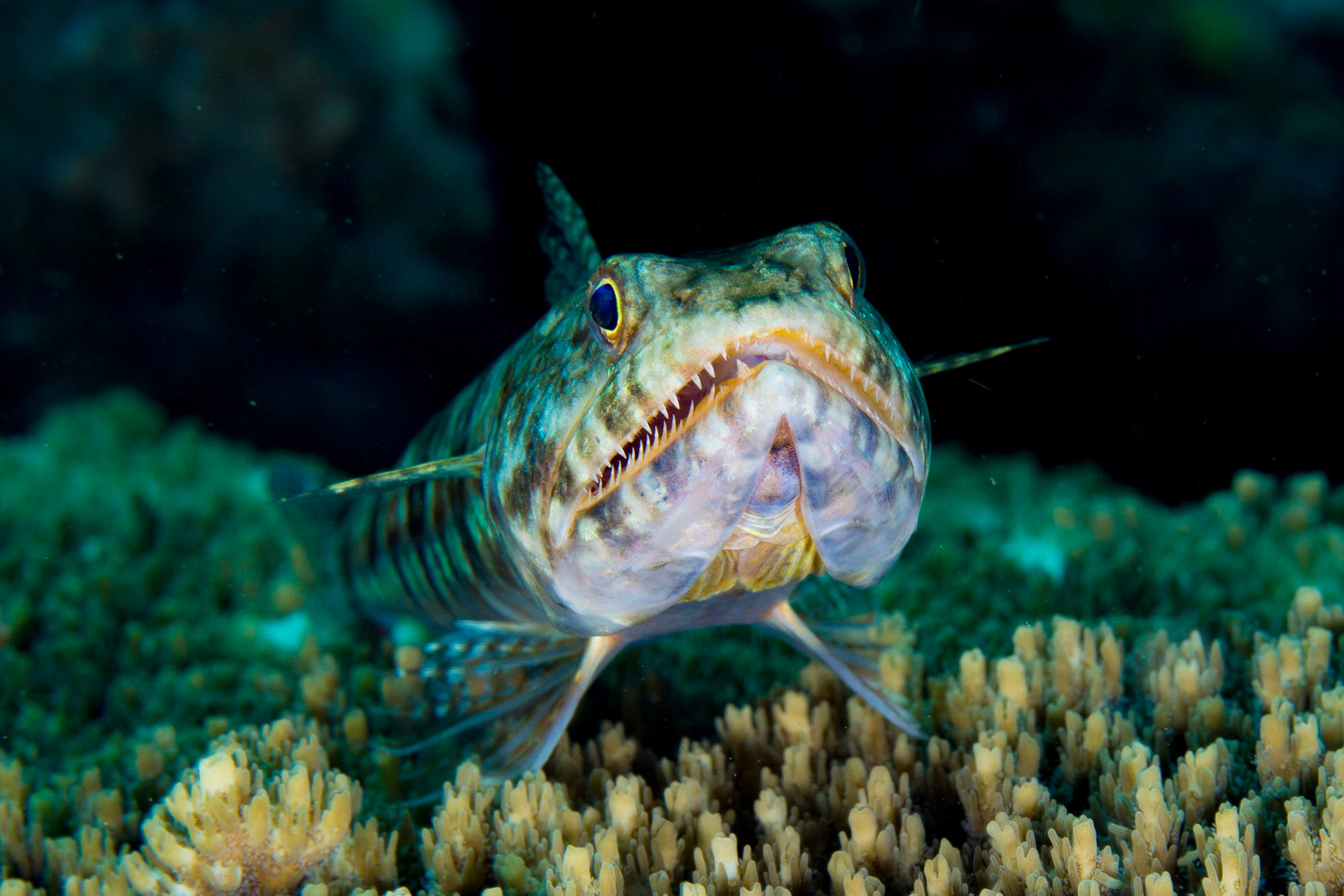 Reef Lizardfish