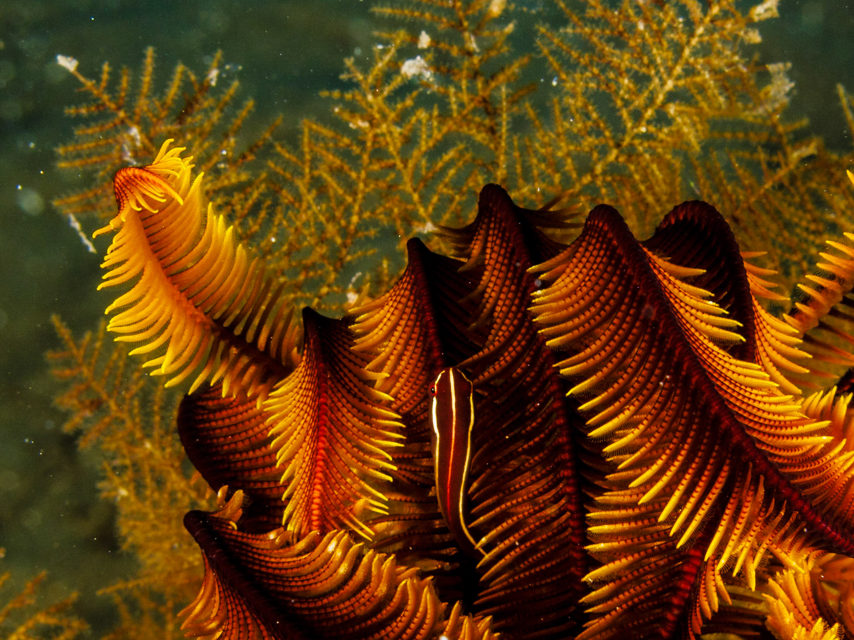 Crinoid Clingfish