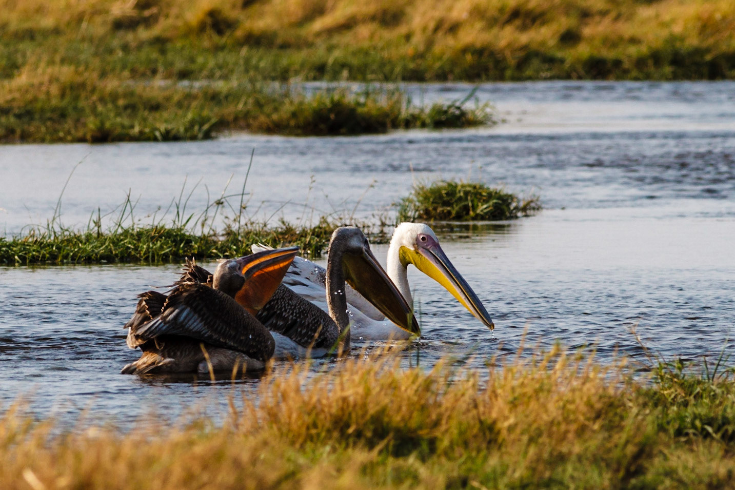 Great White Pelicans