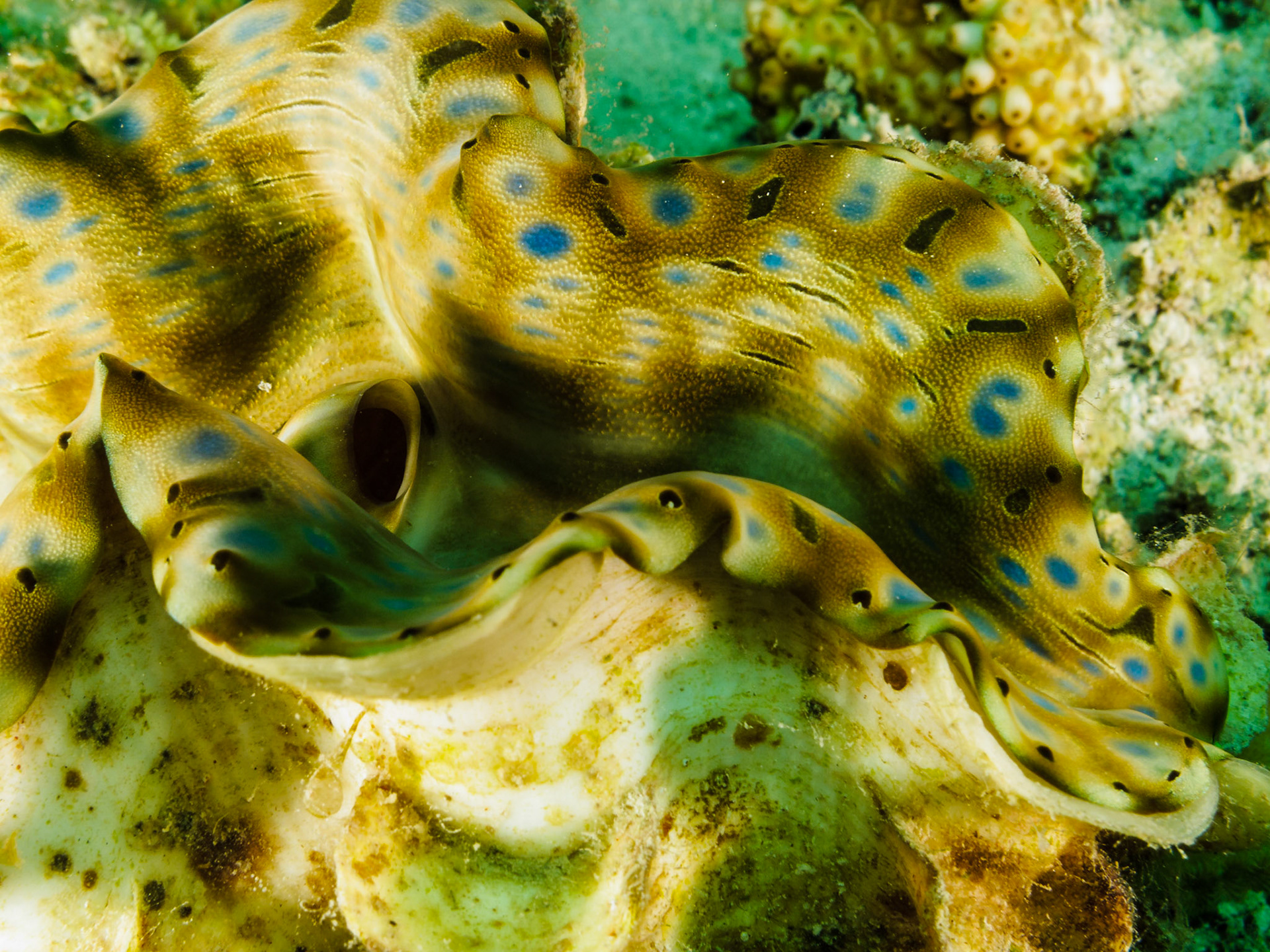 Fluted Giant Clam