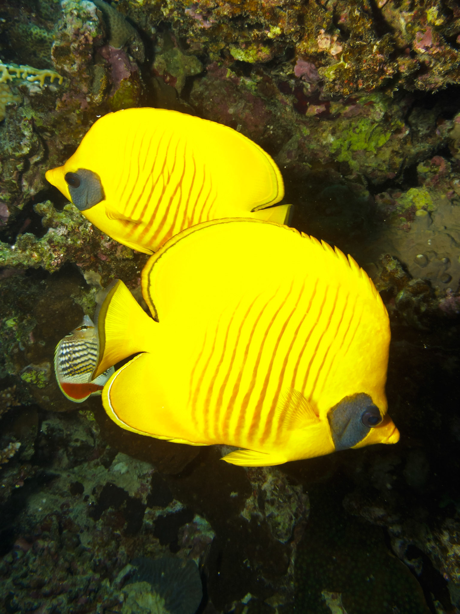 Masked Butteryflyfish