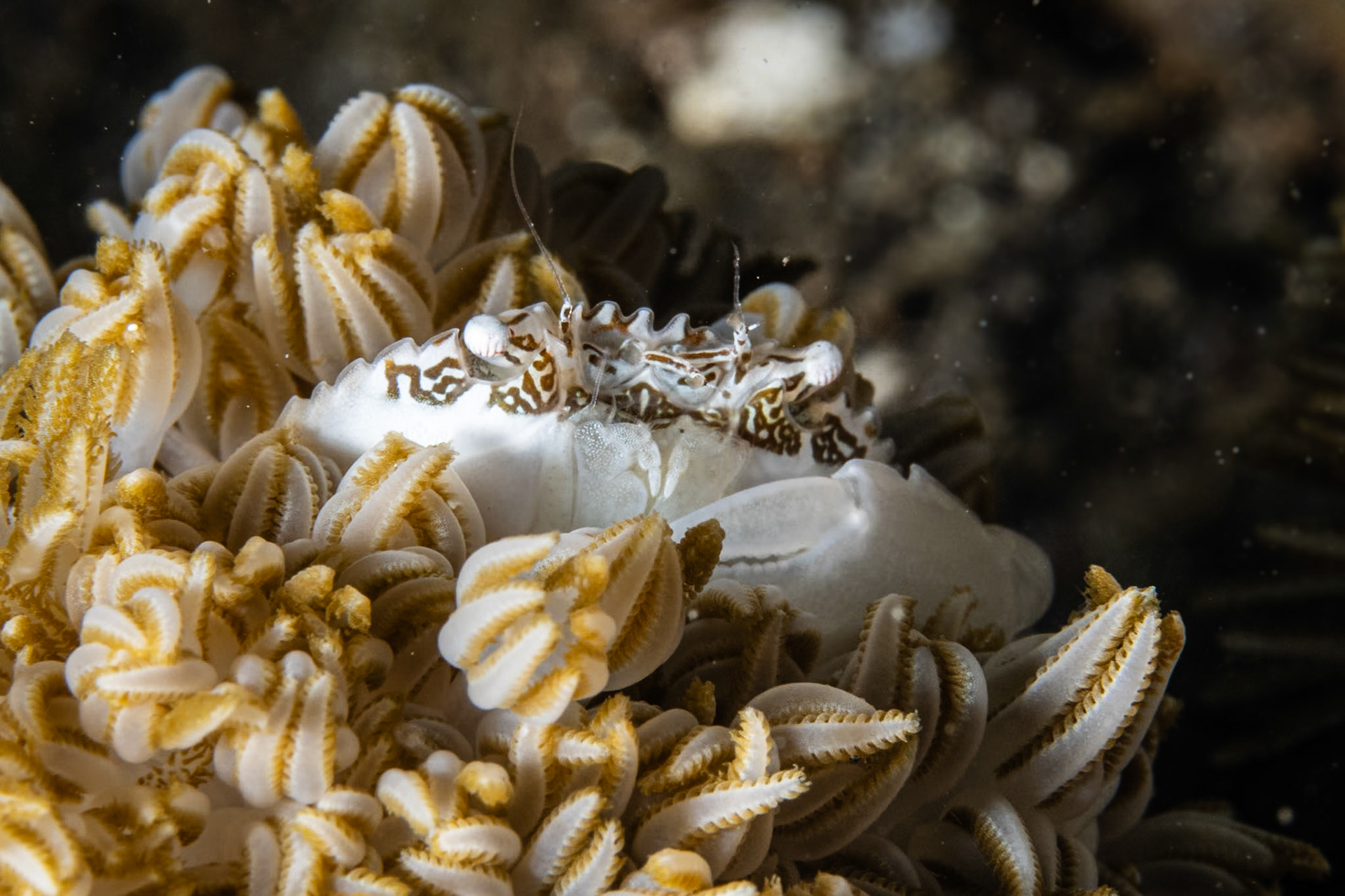 Xenia Swimming Crab
