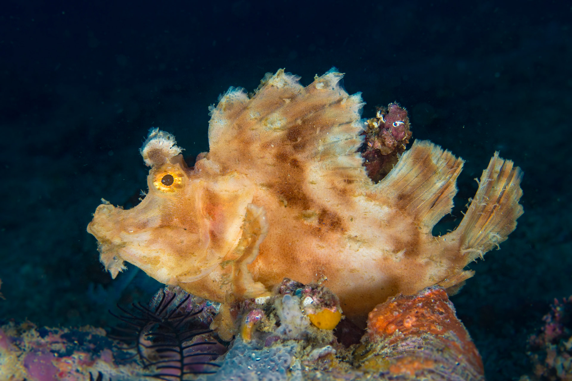 Paddle-flap Scorpionfish