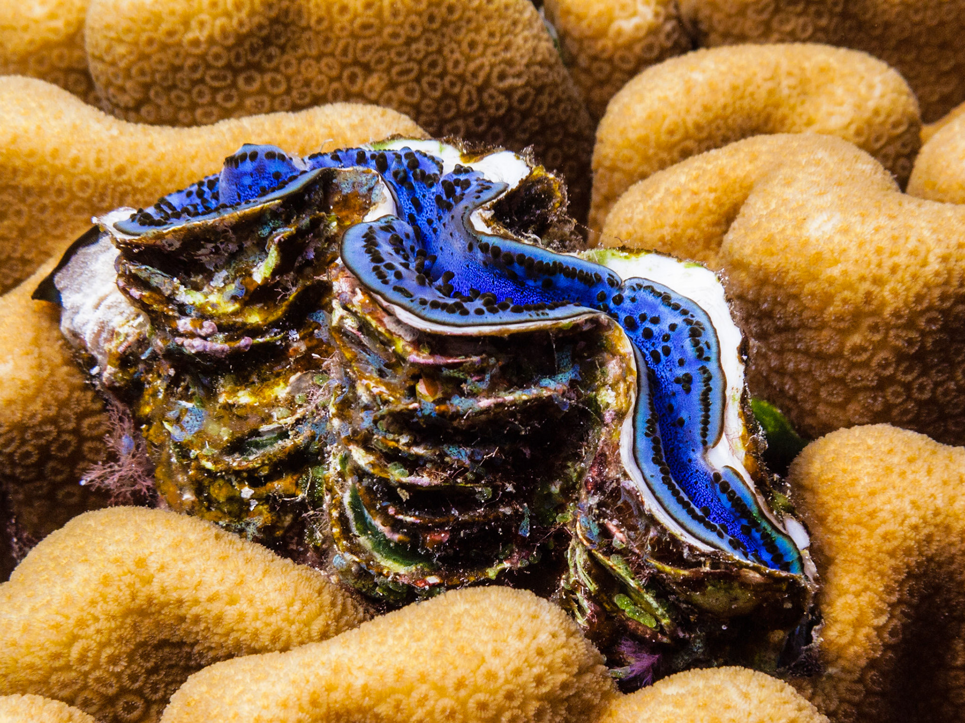Common Giant Clam