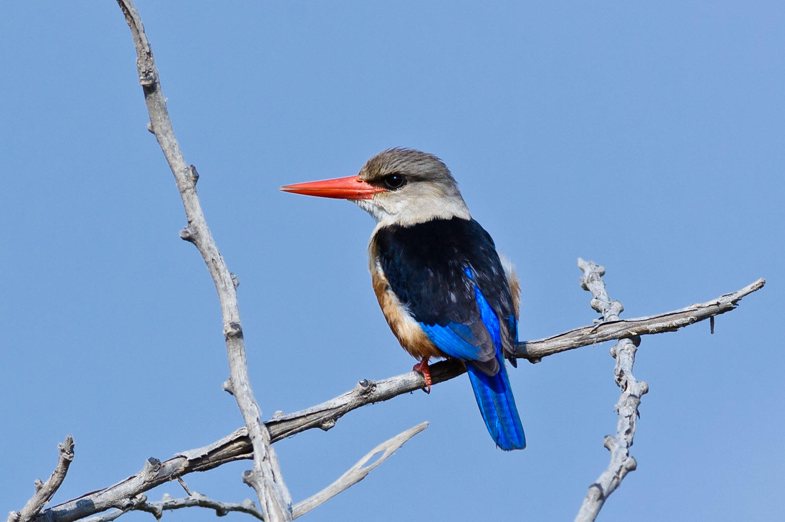 Grey-headed Kingfisher