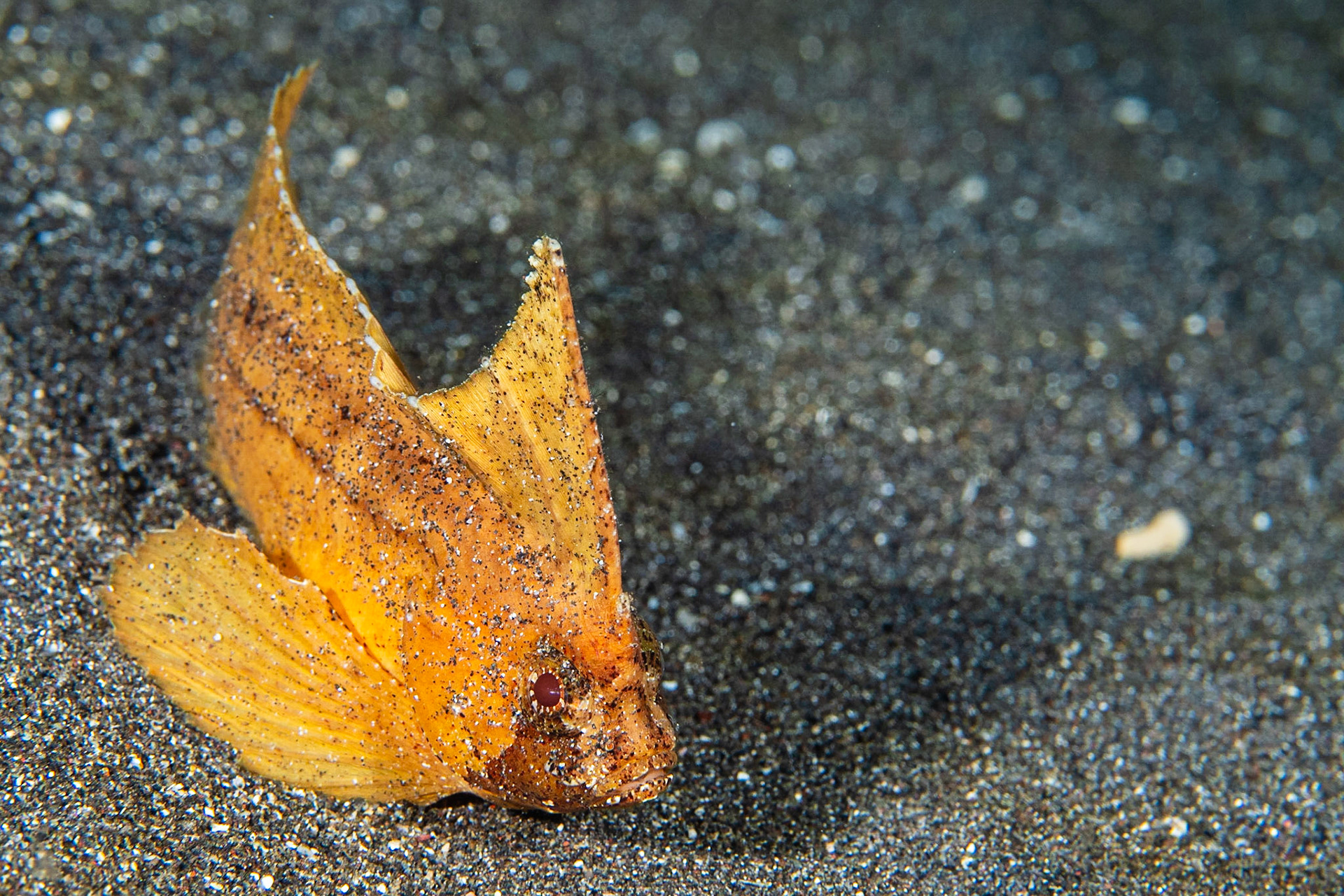 Cockatoo Waspfish