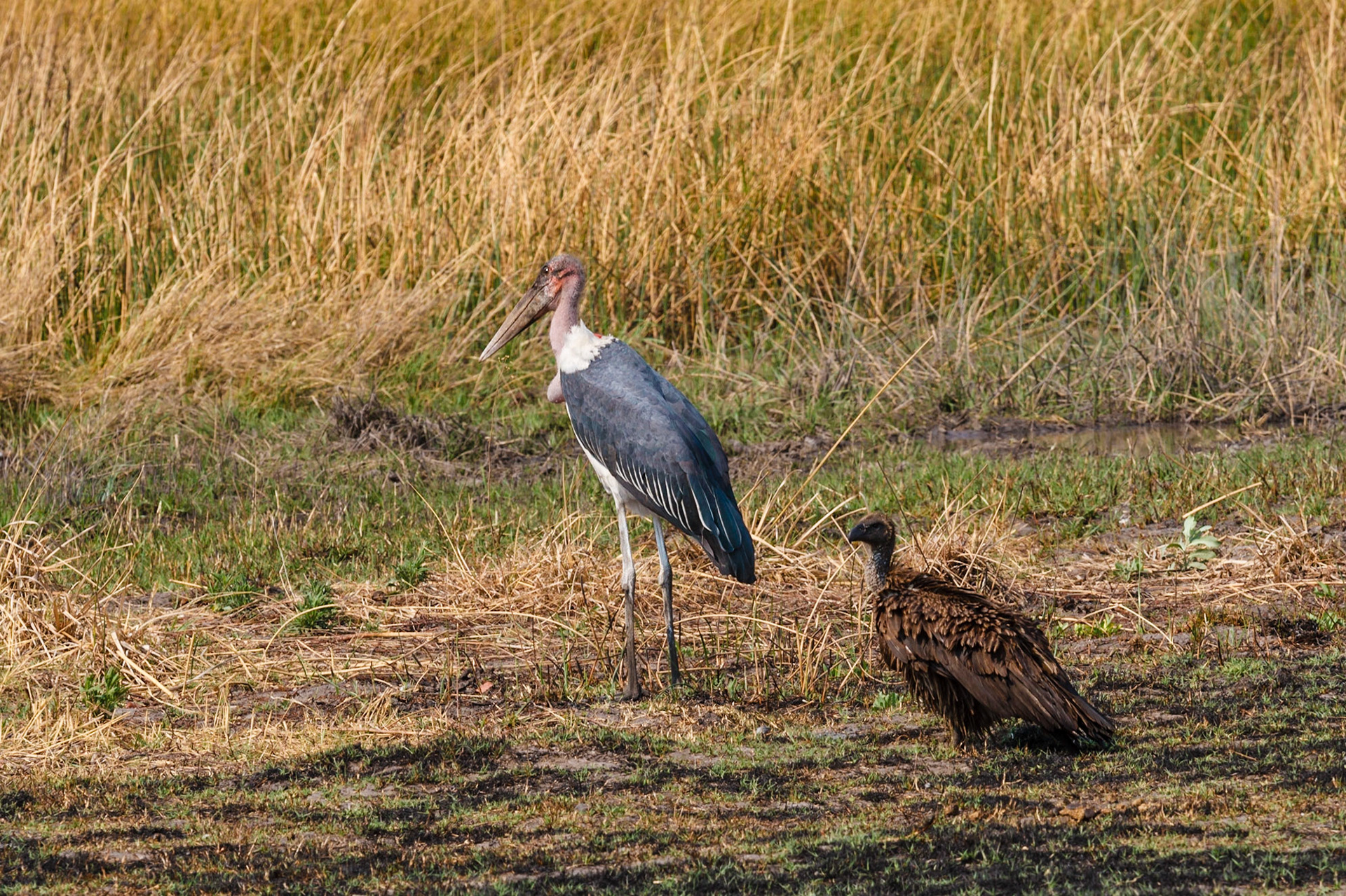 African White-backed Vulture and Marabou Stork