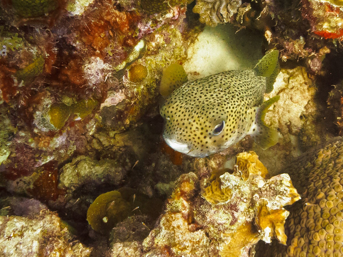 Porcupinefish