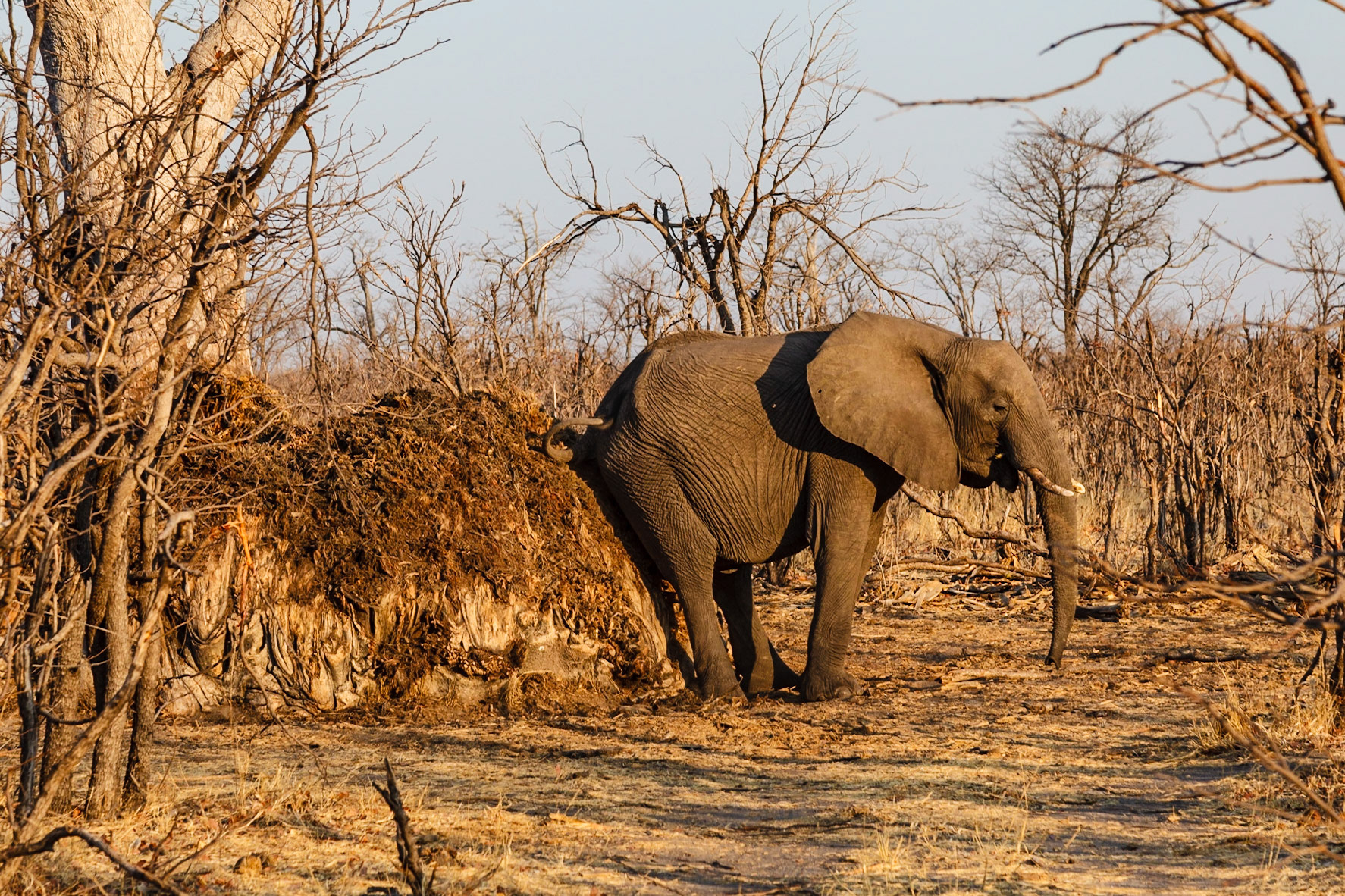 An African Elephant scratching on a dead baobob tree