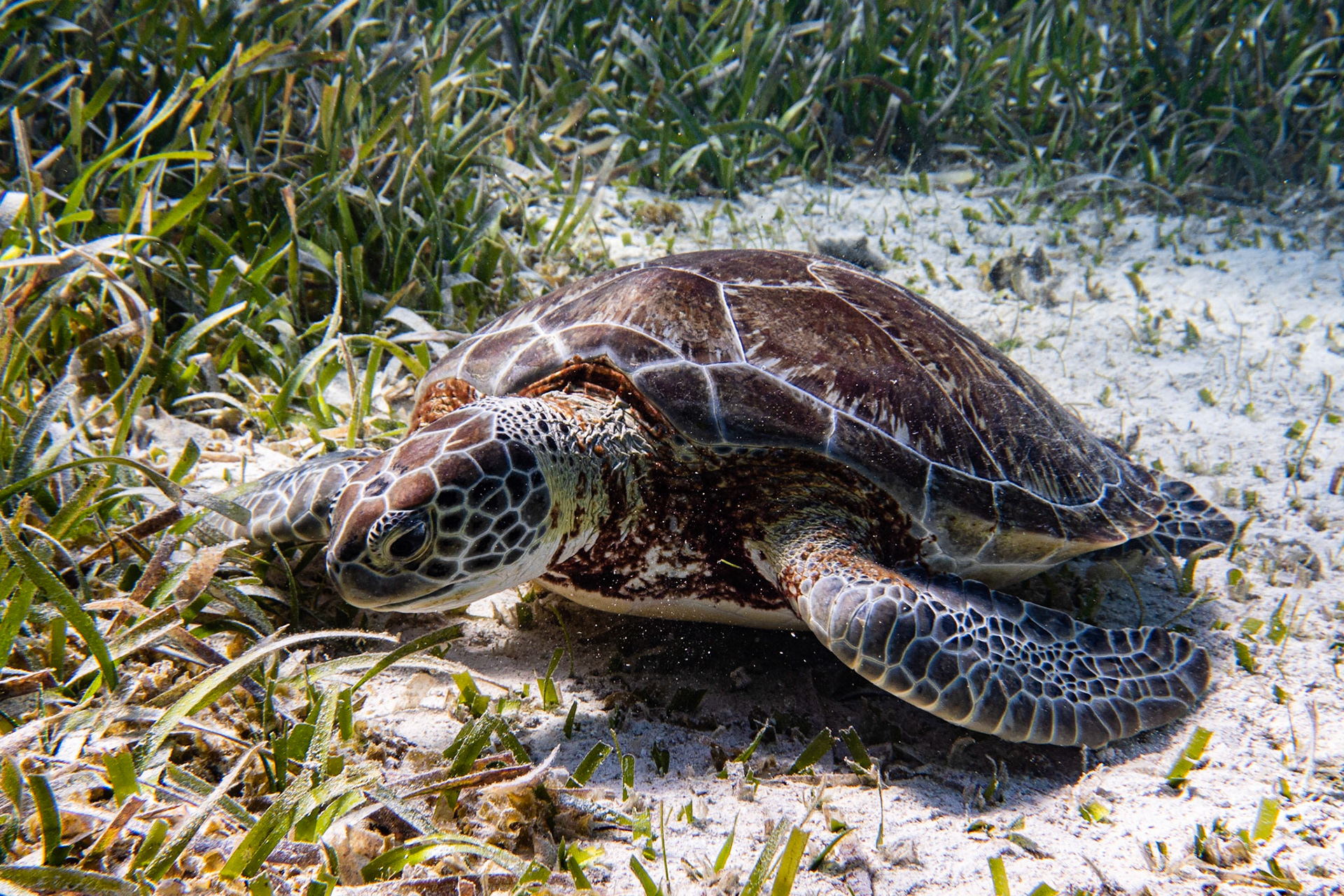 Green Turtle