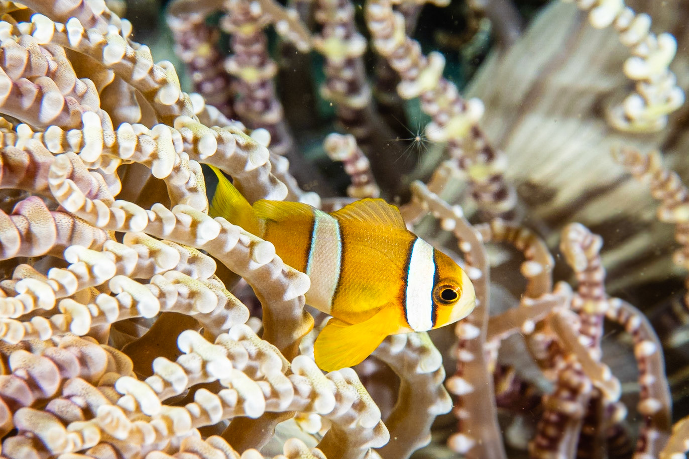 Clark's Anemonefish and Beaded Anemone