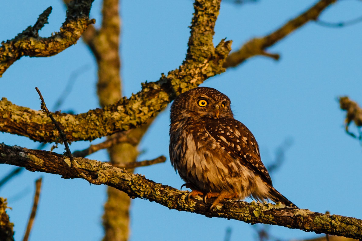 Pearl-spotted Owlet