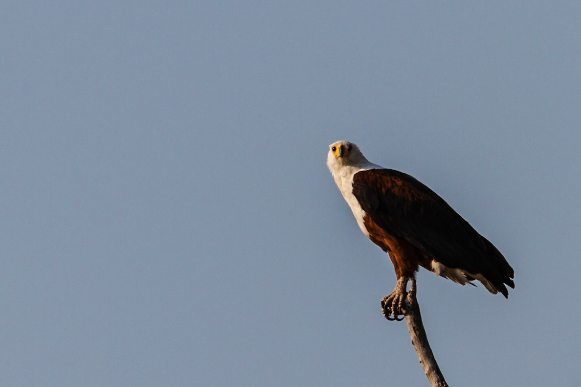 African Fish Eagle