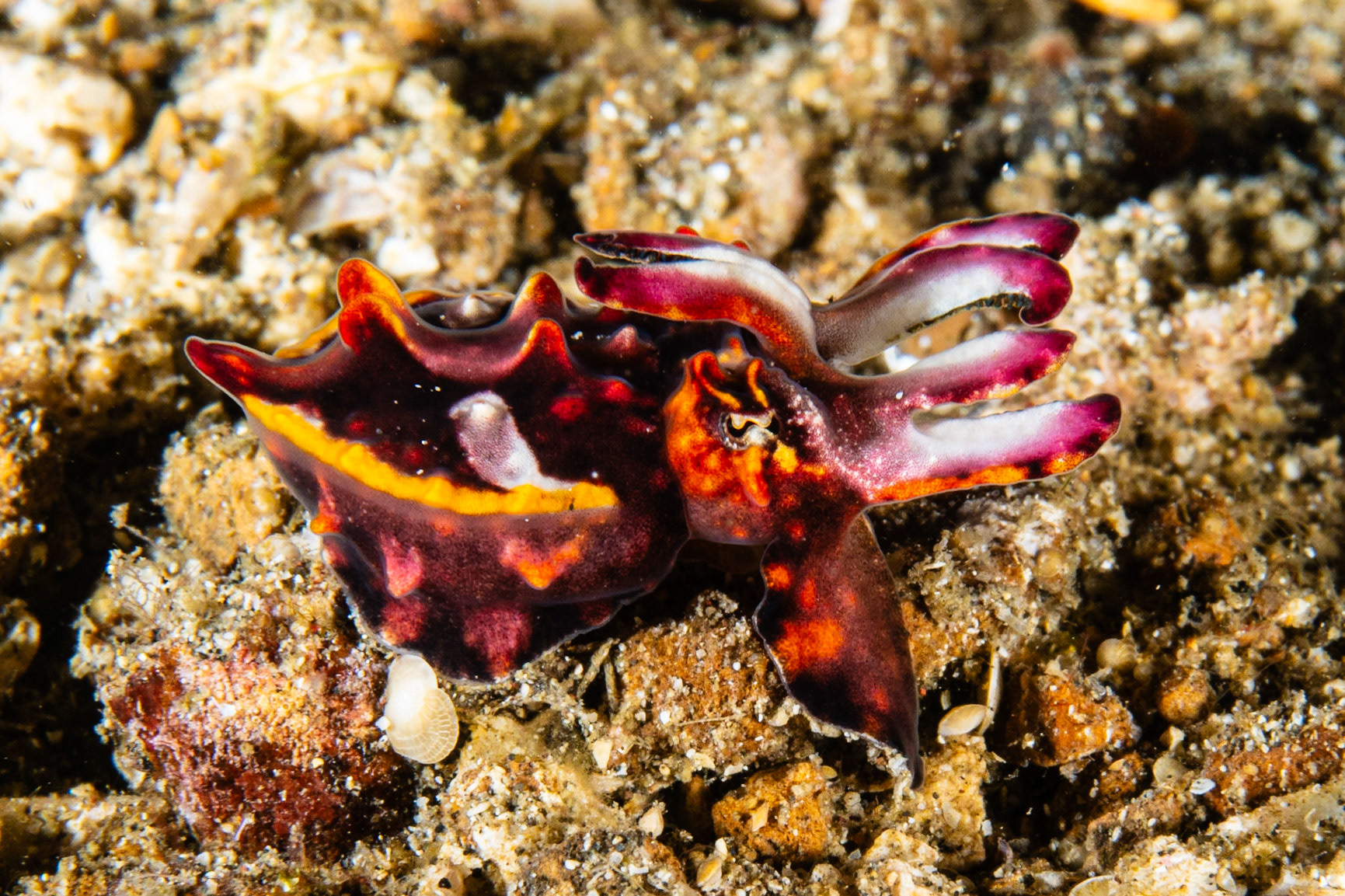 Flamboyant Cuttlefish