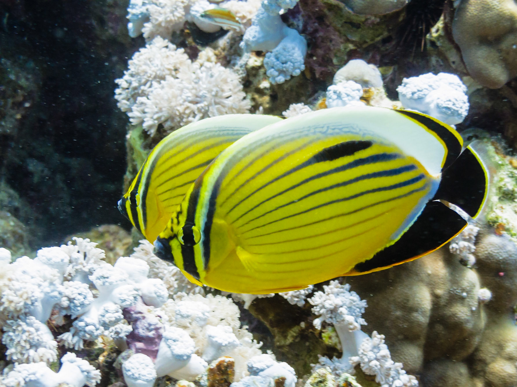 Exquisite Butterflyfish