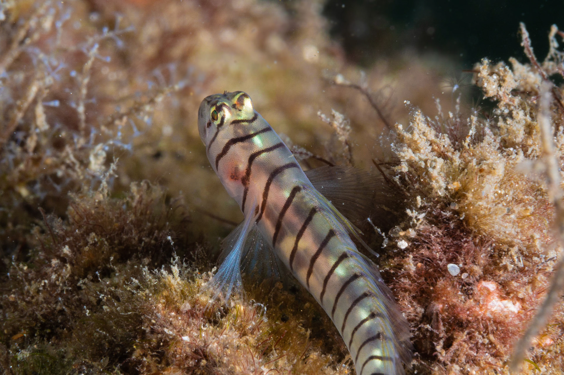 Tiger Goby