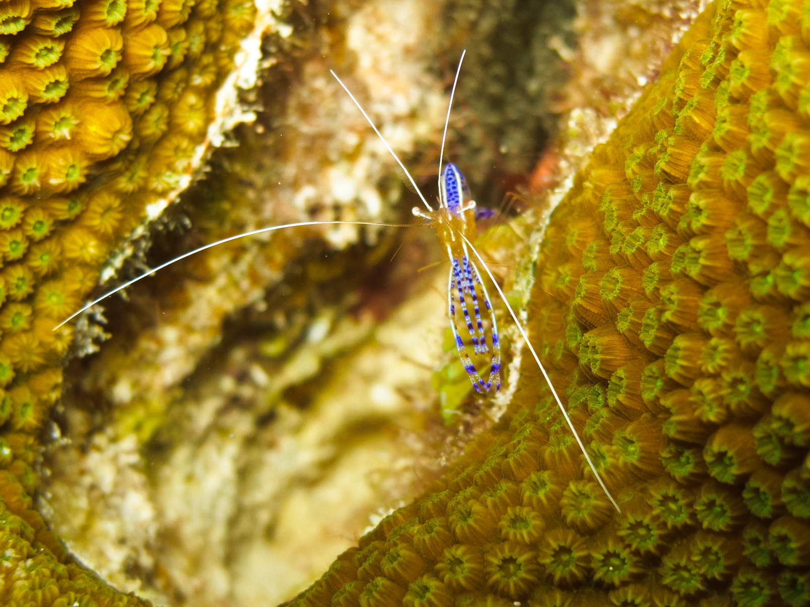 Pederson Cleaner Shrimp
