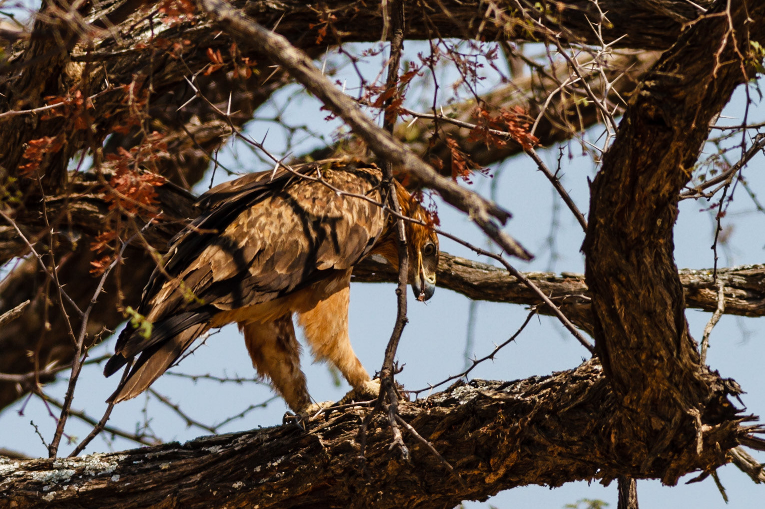 Tawny Eagle with a kill
