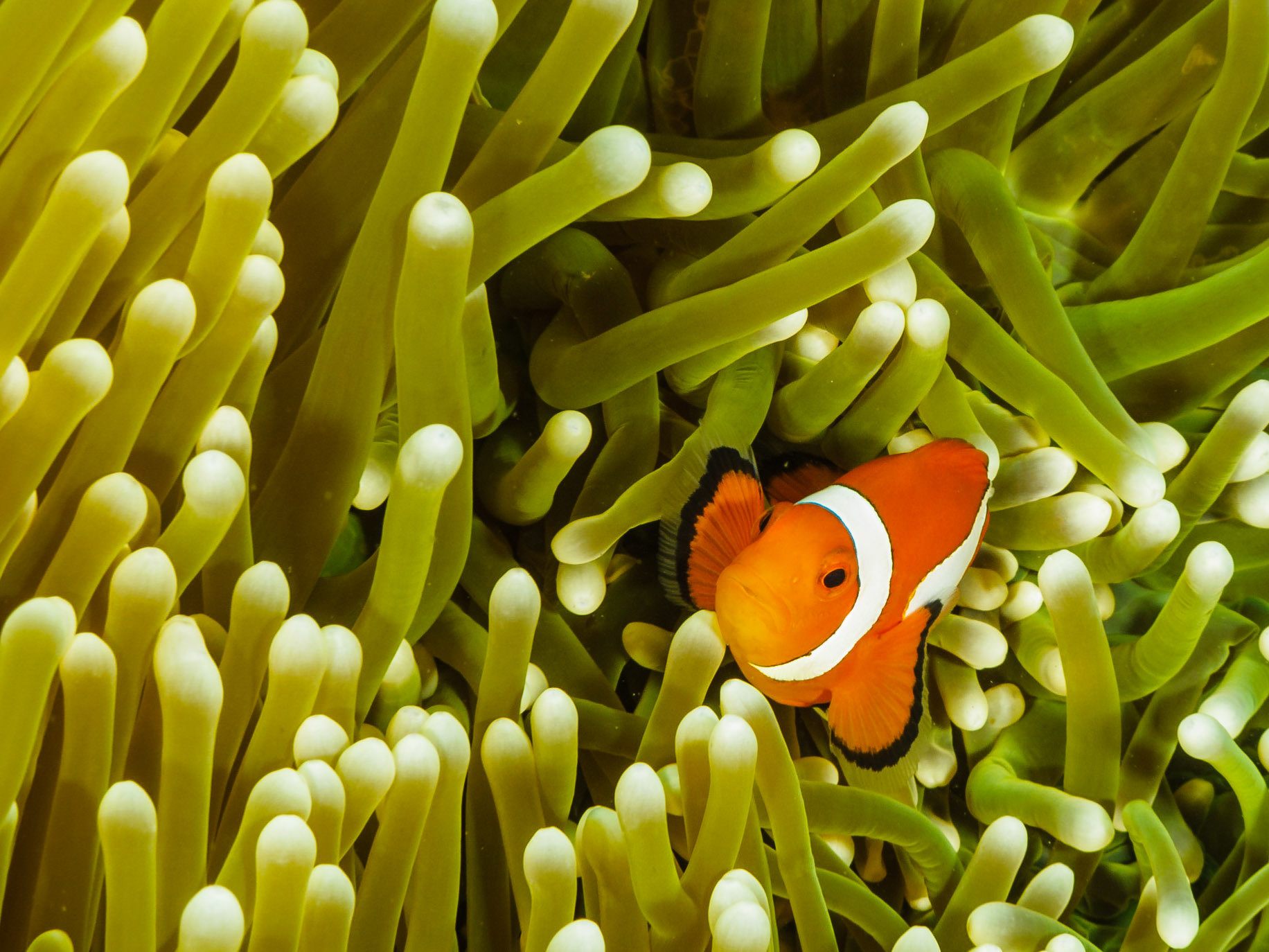 False Clown Anemonefish