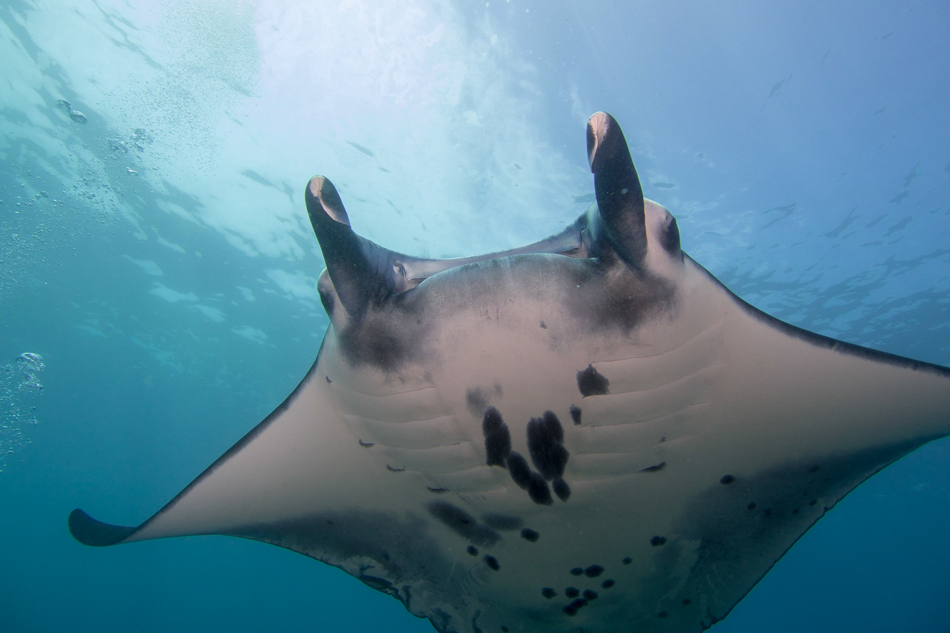 Reef Manta Ray