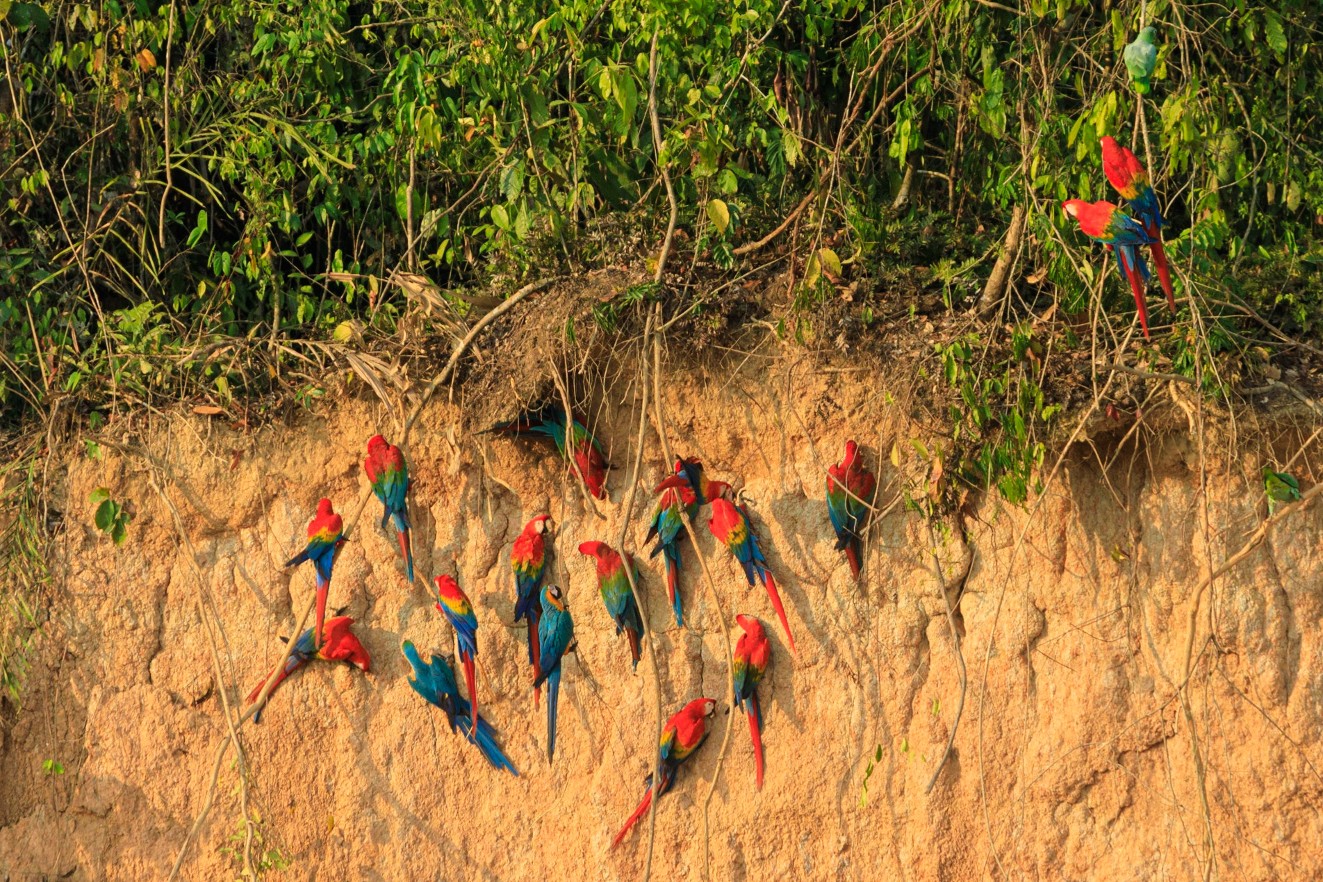 Blue-and-yellow Macaw, Red-and-green Macaw, Scarlet Macaw