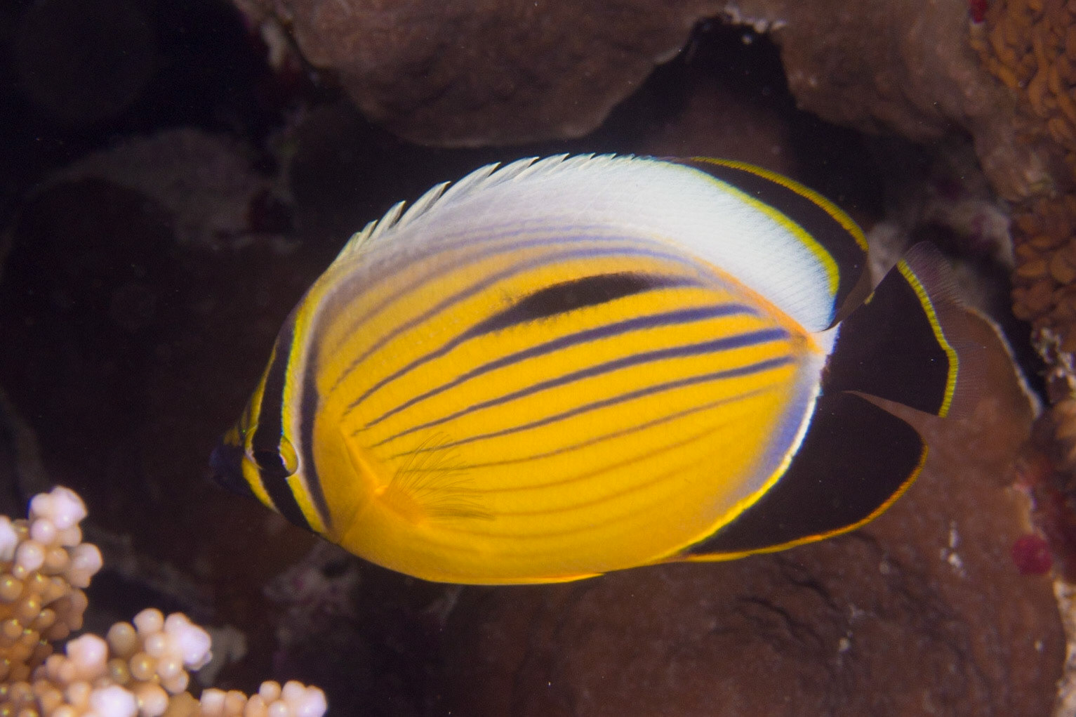 Exquisite Butterflyfish