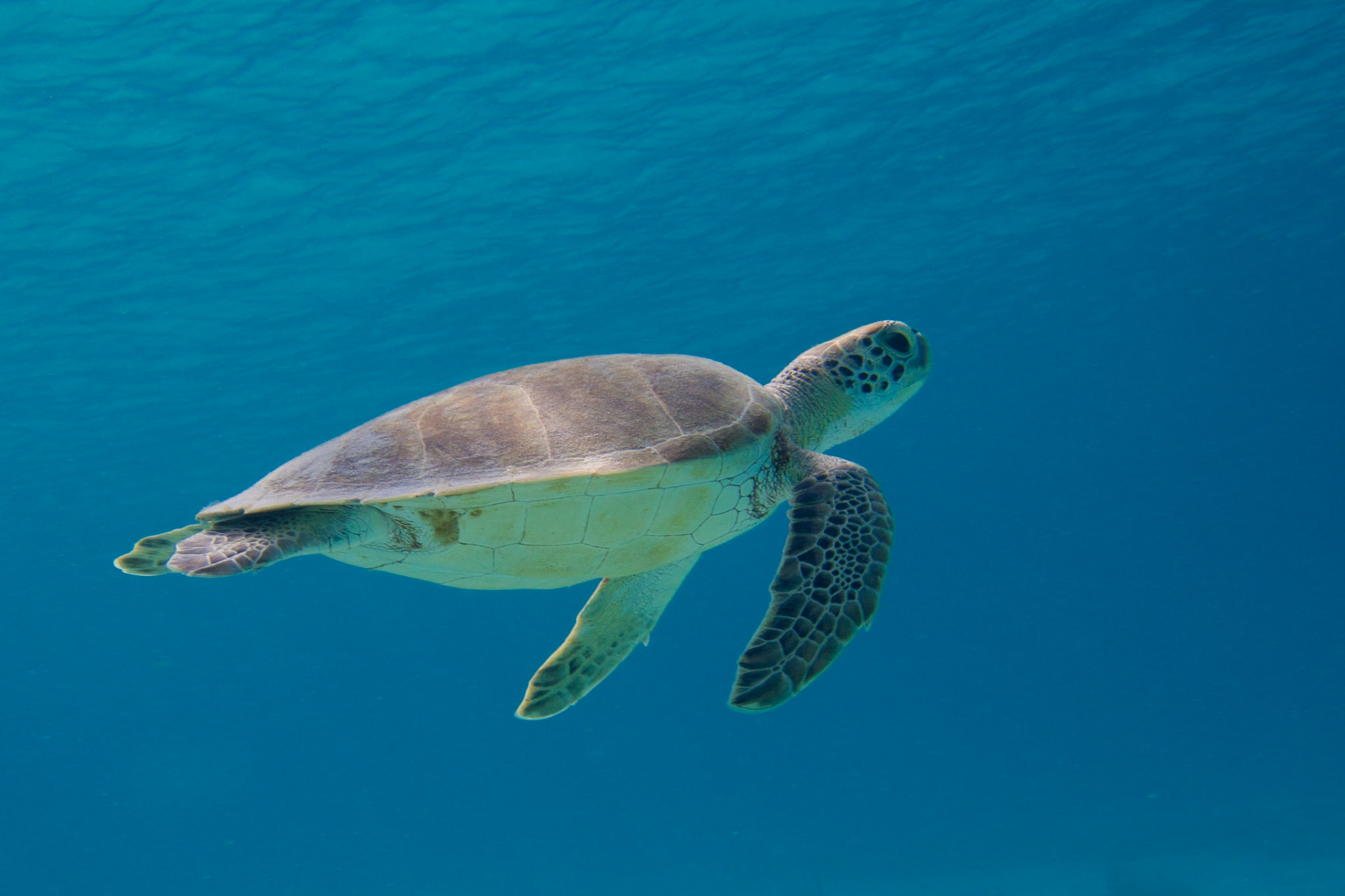 Hawksbill Turtle