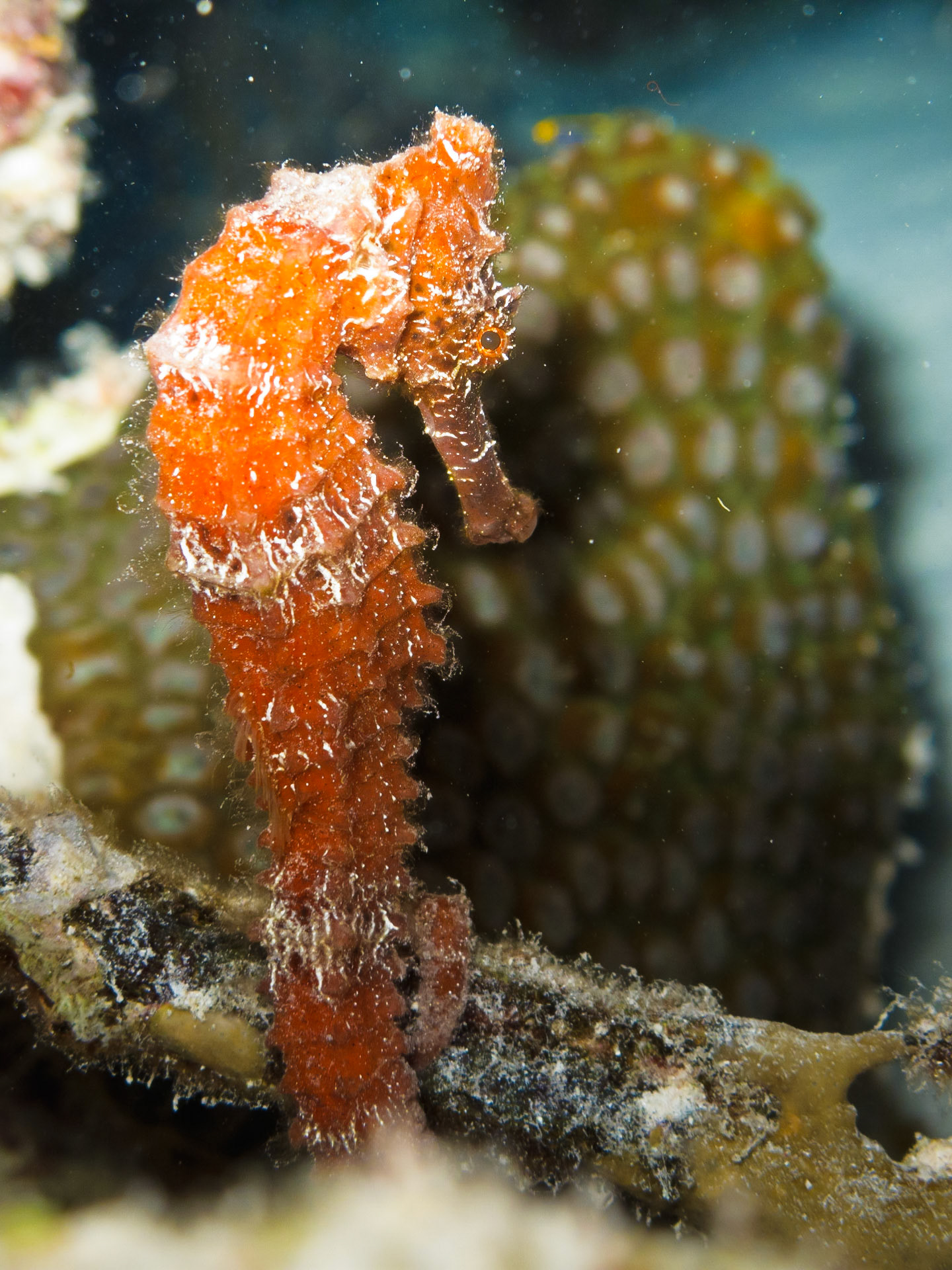 Lined Seahorse