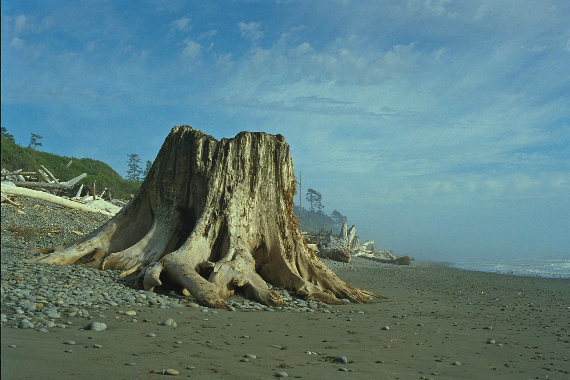 A big piece of driftwood on the wilderness coastline of Olympic National Park.Heavy rains wash giant trees from the rain forests on the Olympic Peninsula out to sea. Then they wash back up on the beach as an mound of driftwood that can be 20 feet high in places. This stump was one of the more interesting pieces.
