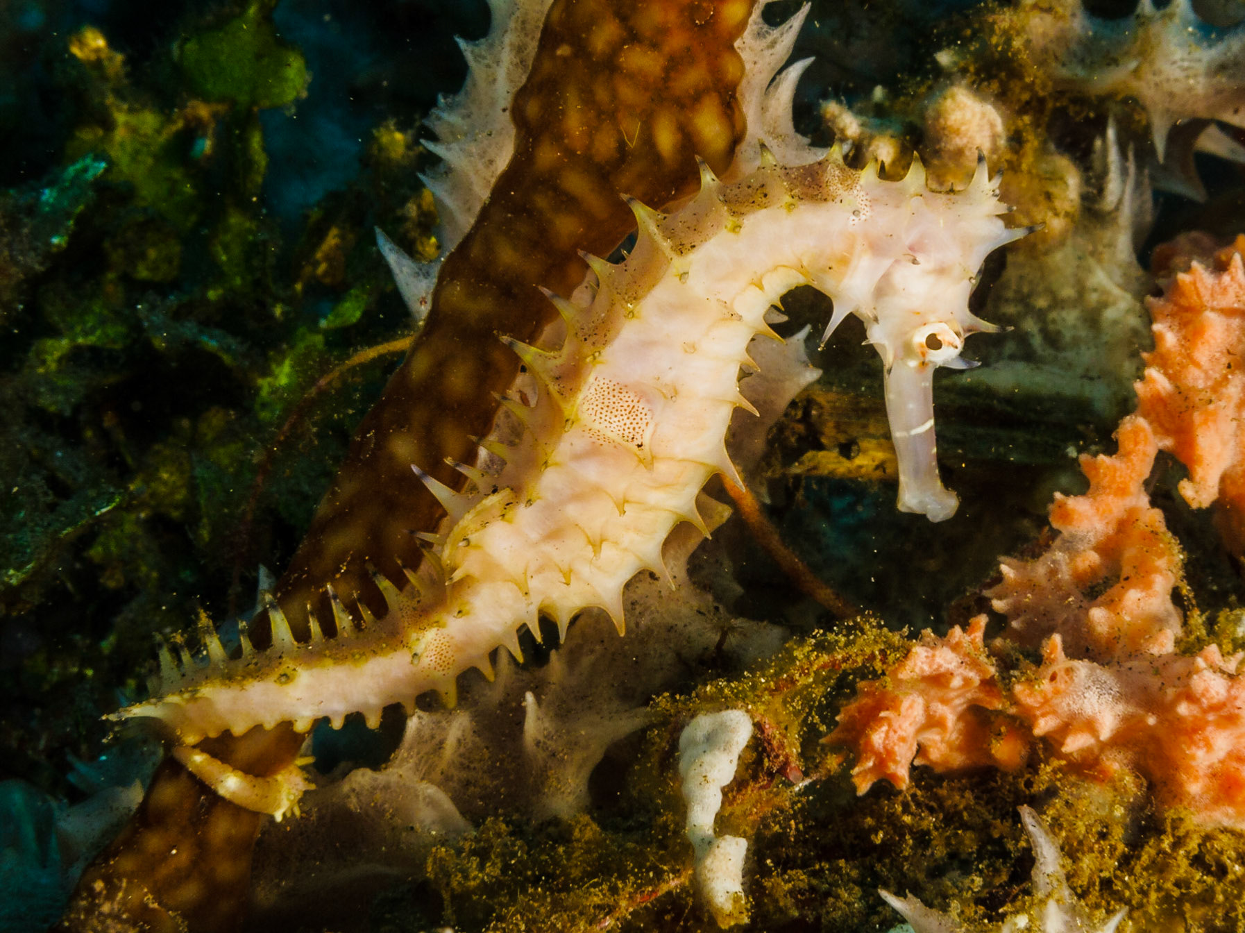 A Thorny Seahorse. Muck diving in Dumaguette, Philippines.