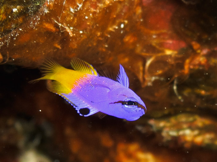 Fairy Basslet or Royal Gramma