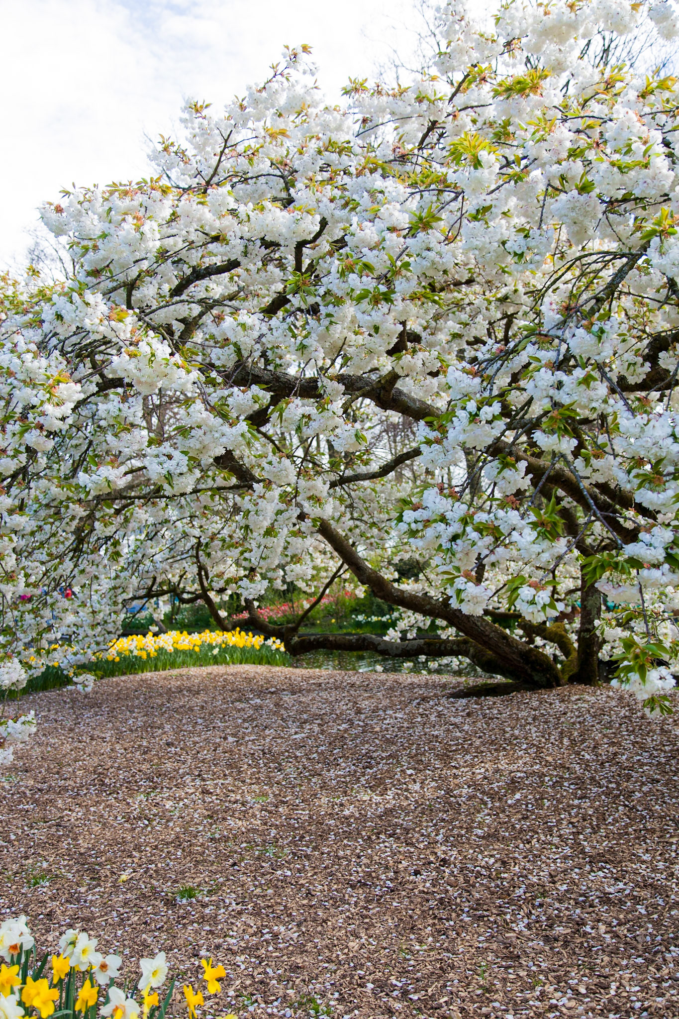 Flowering tree at Keukenhof