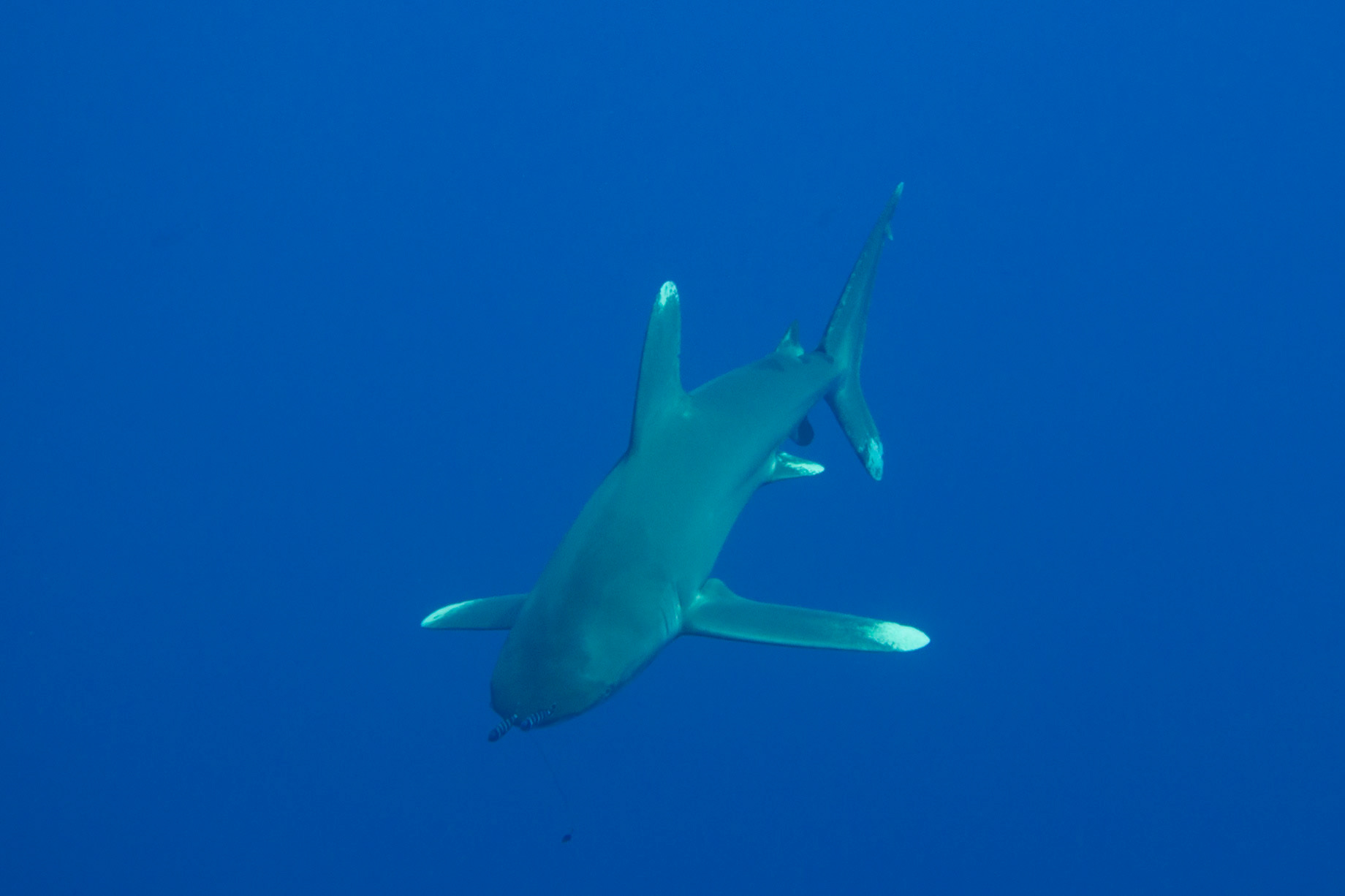 Pilot Fish and Longimanus
