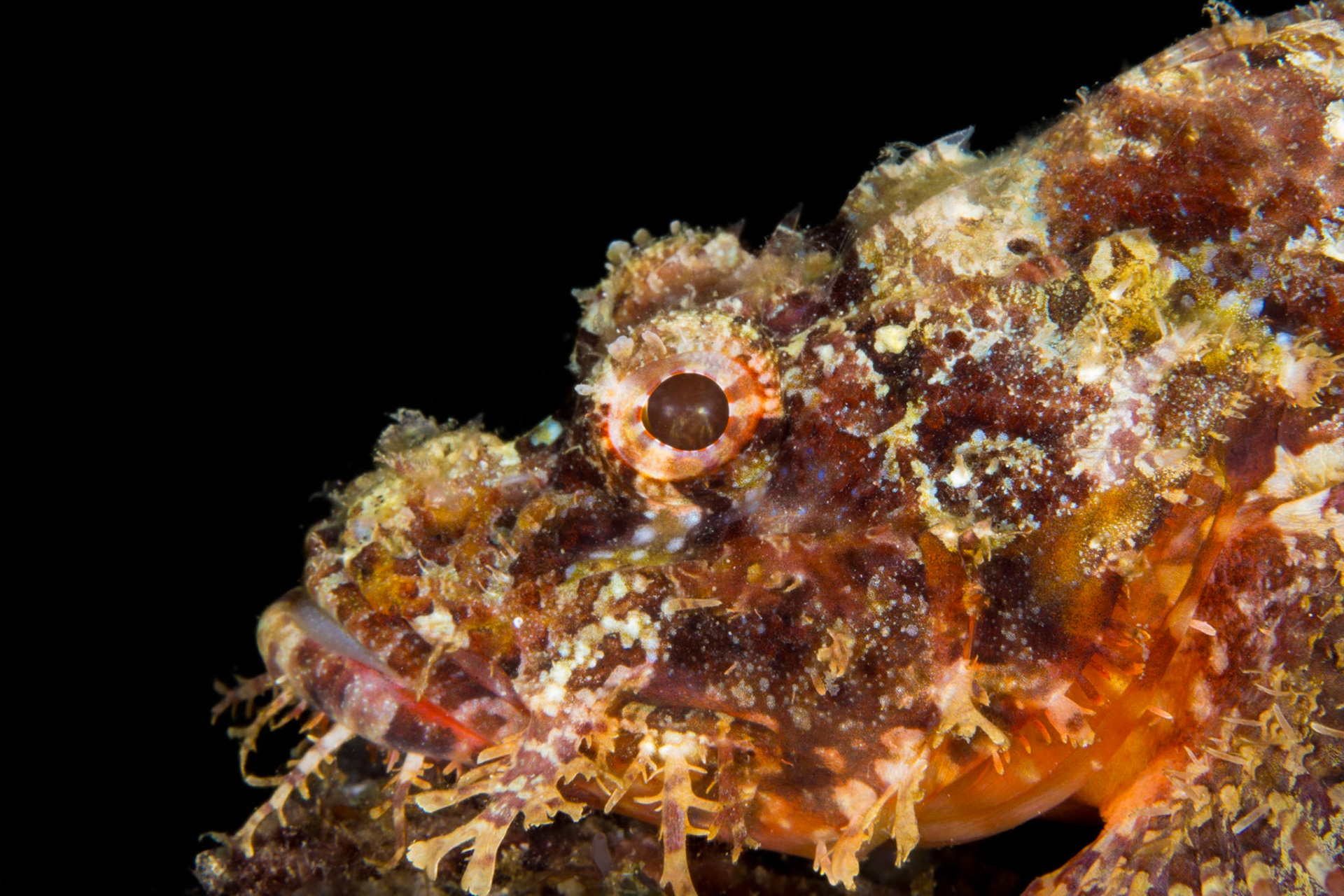 Tasseled Scorpionfish