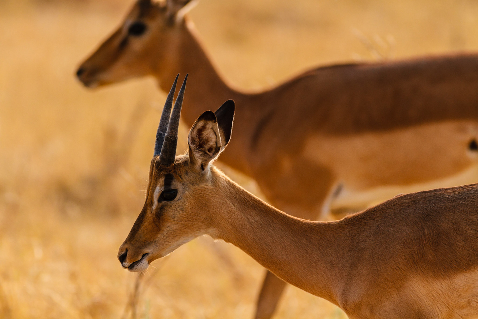 Impala