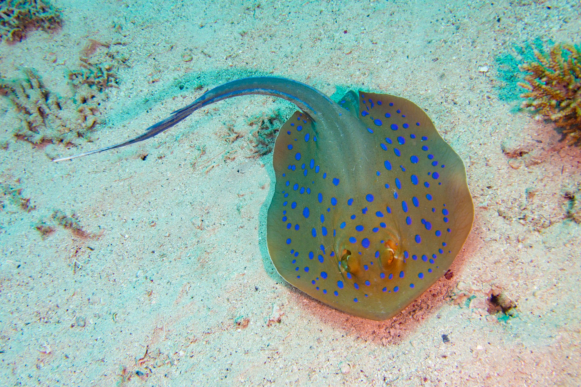 Bluespotted Stingray