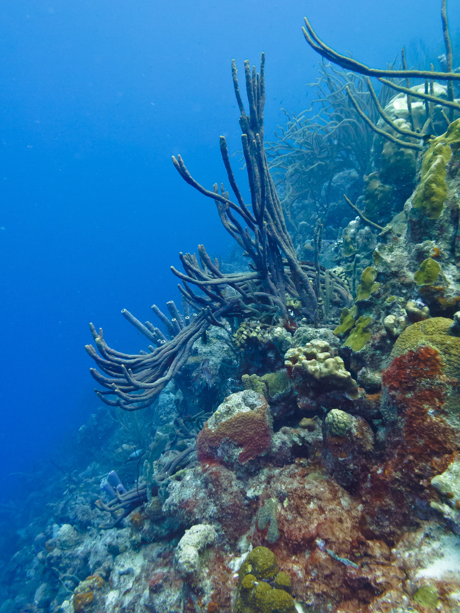 The view at Bari Reef divesite