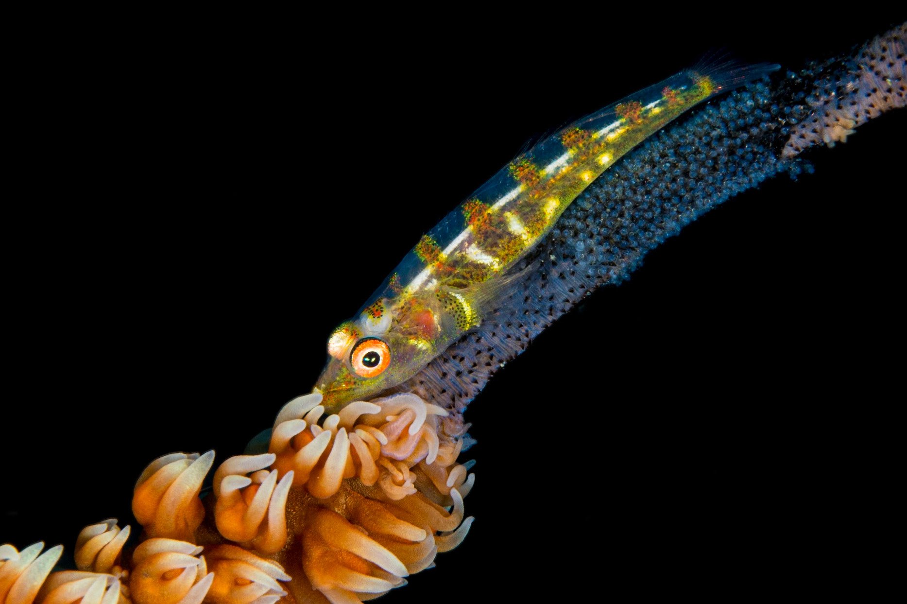 Wire Coral Goby and Cirrhipathes anguina