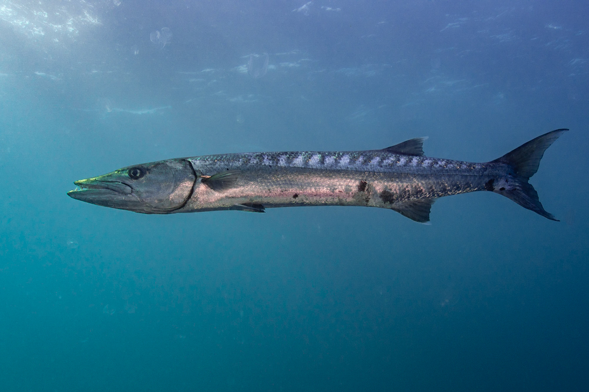 Great Barracuda