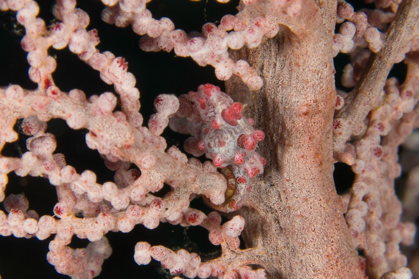 Pygmy Seahorse