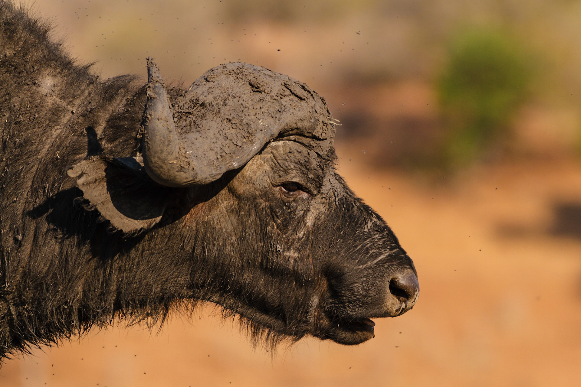 African Buffalo