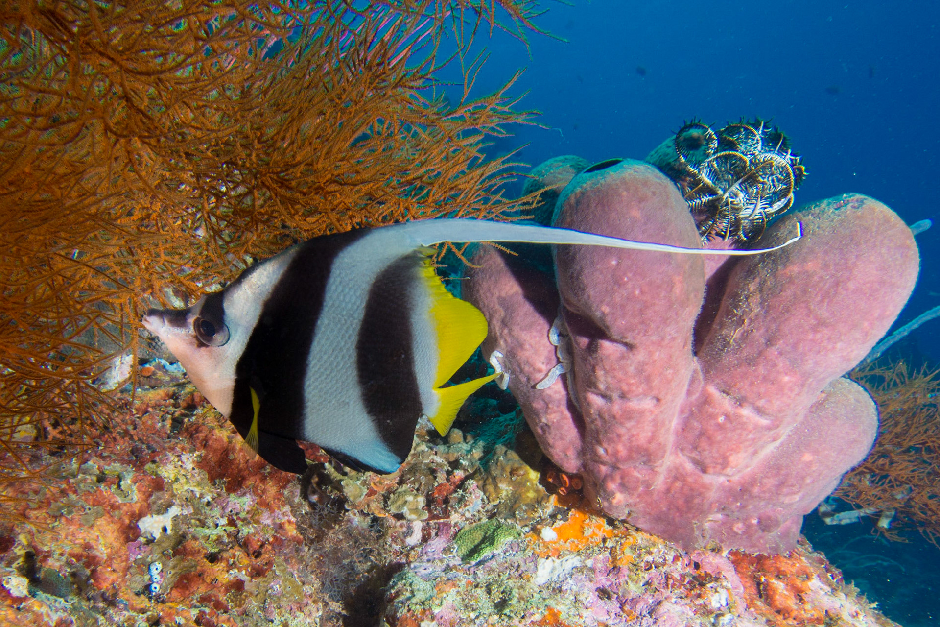 Longfin Bannerfish