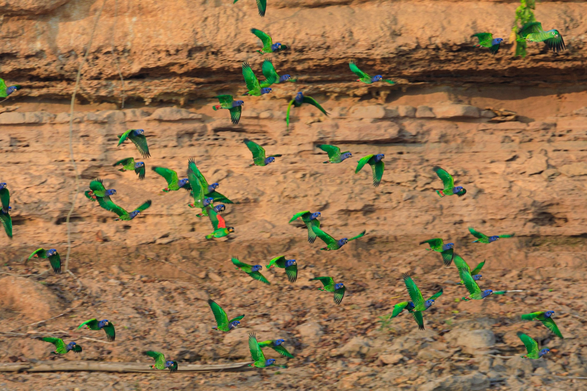 Blue-headed Parrot and Orange-cheeked Parrot