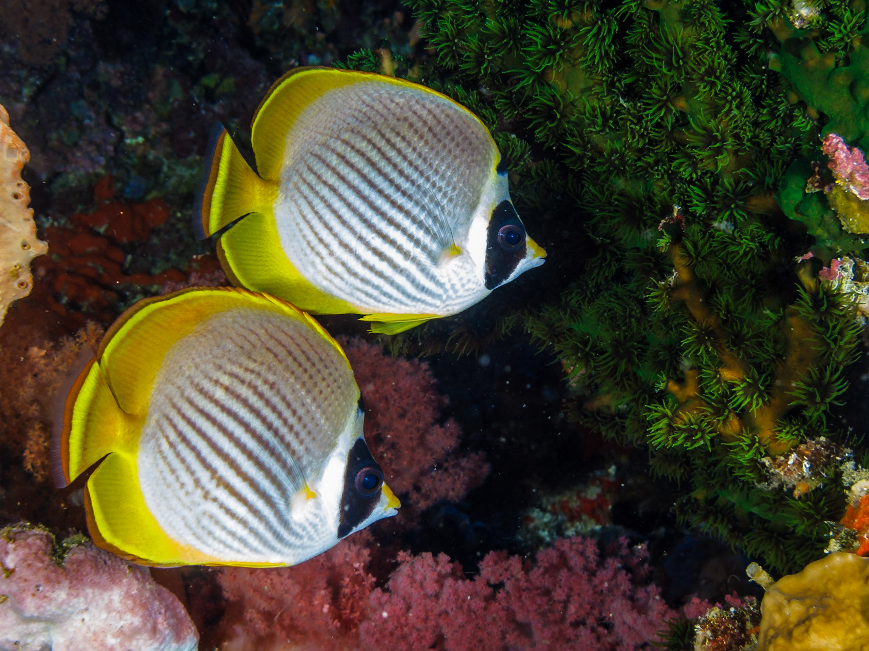 A pair of Panda Butterflyfish