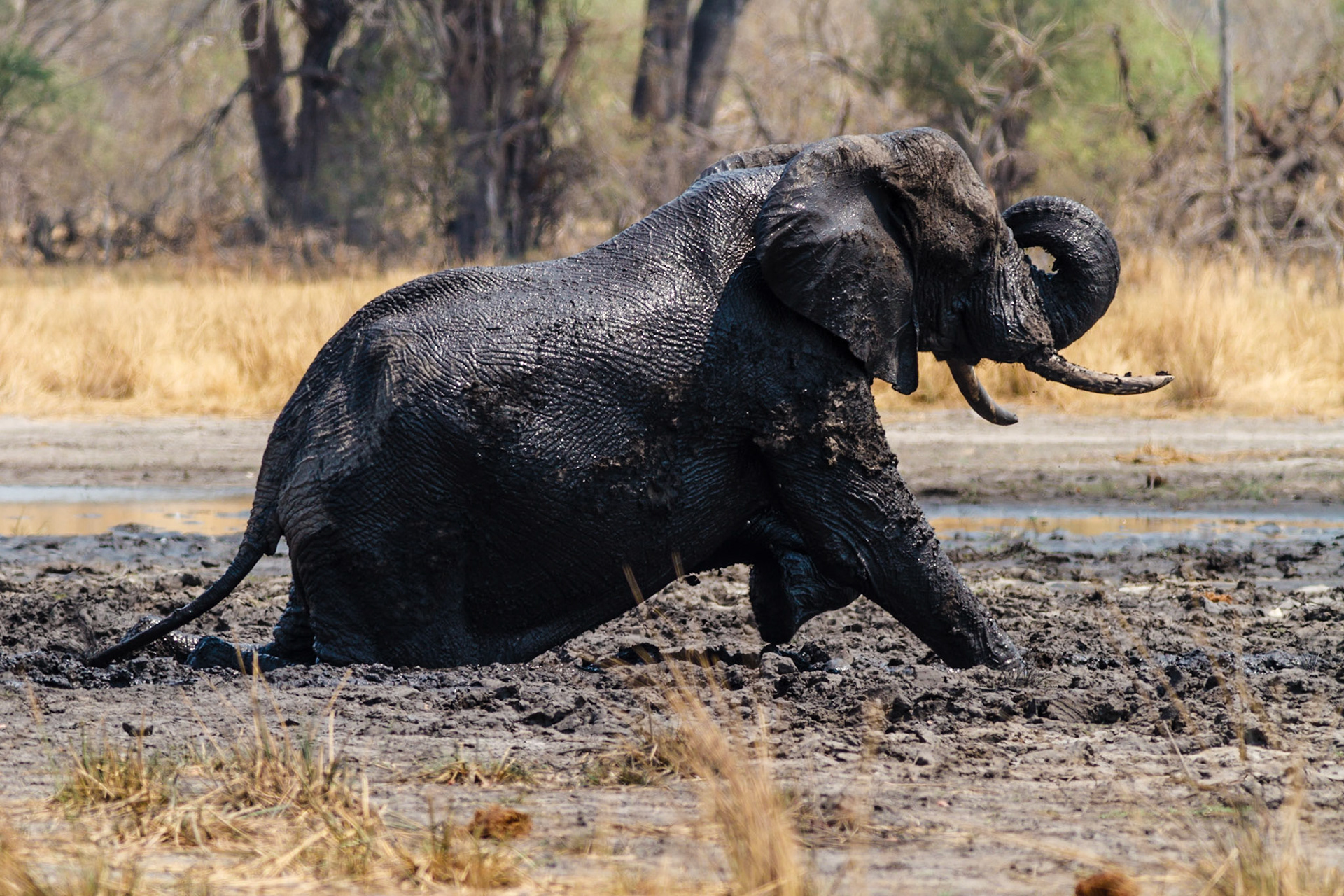 African Elephant taking a mudbath