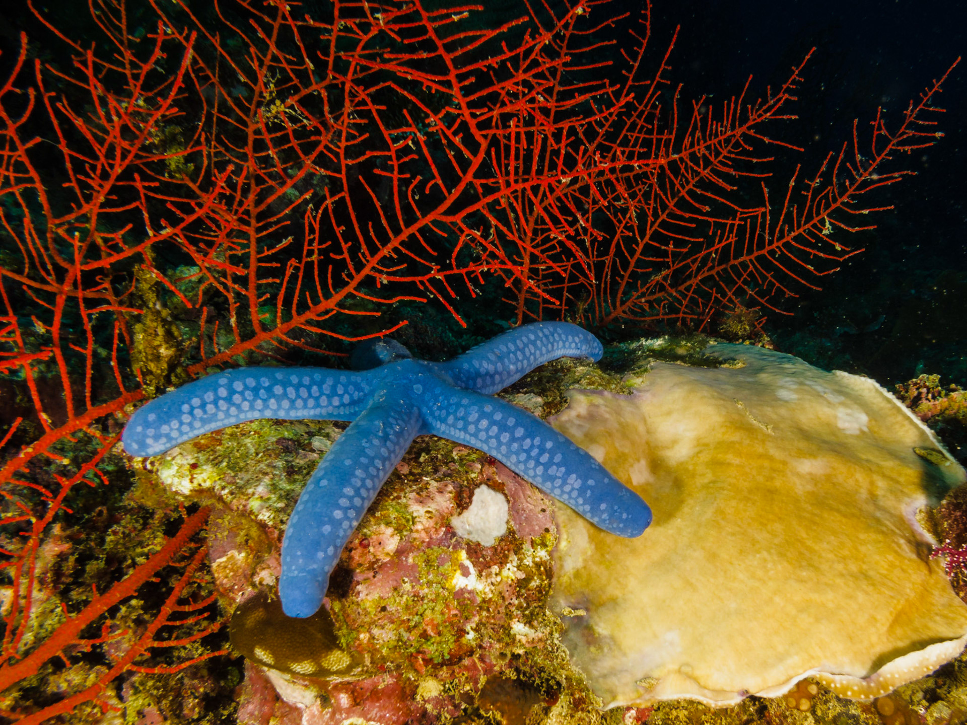 Blue Sea Star