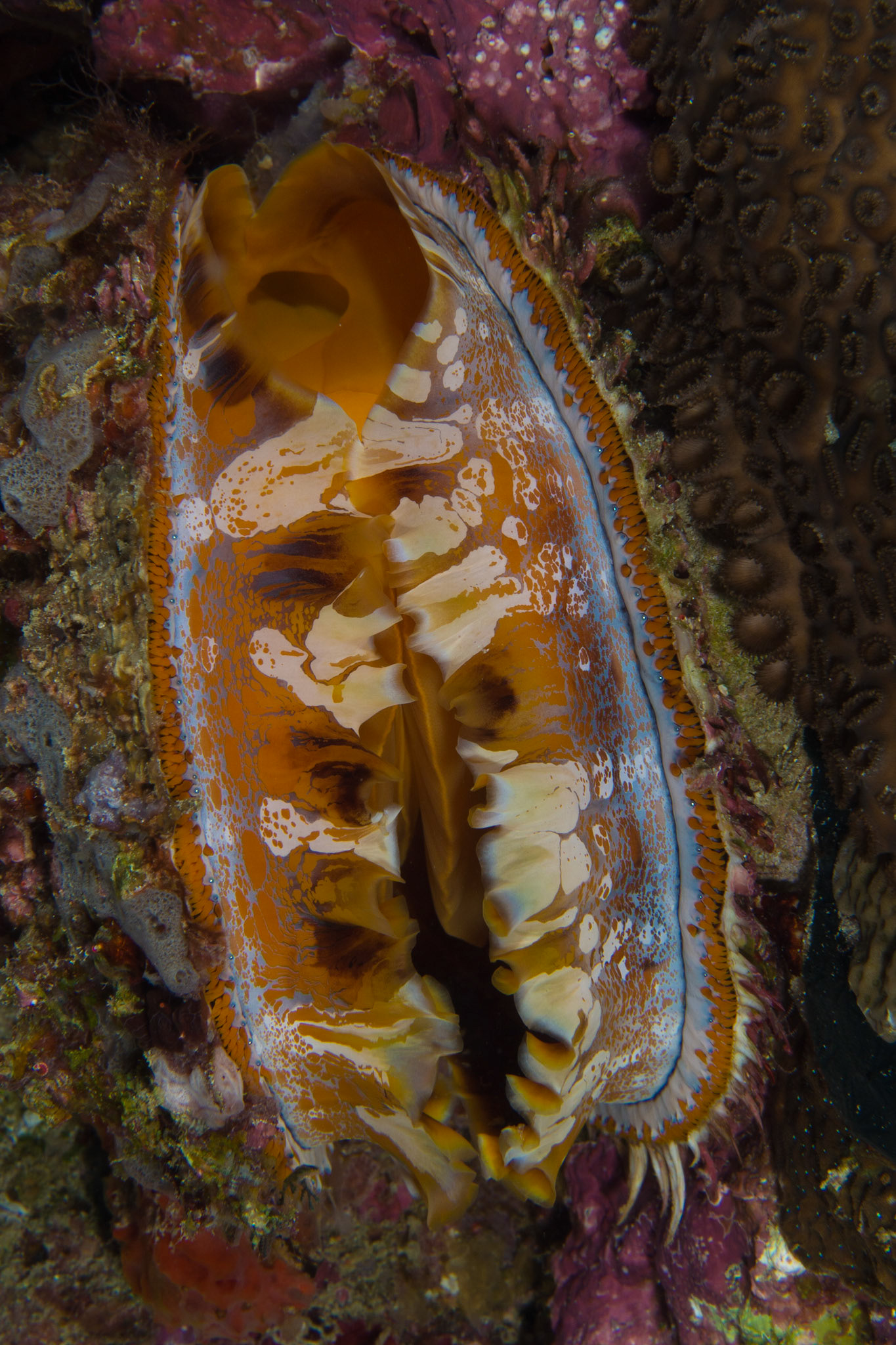 Variable Thorny Oyster