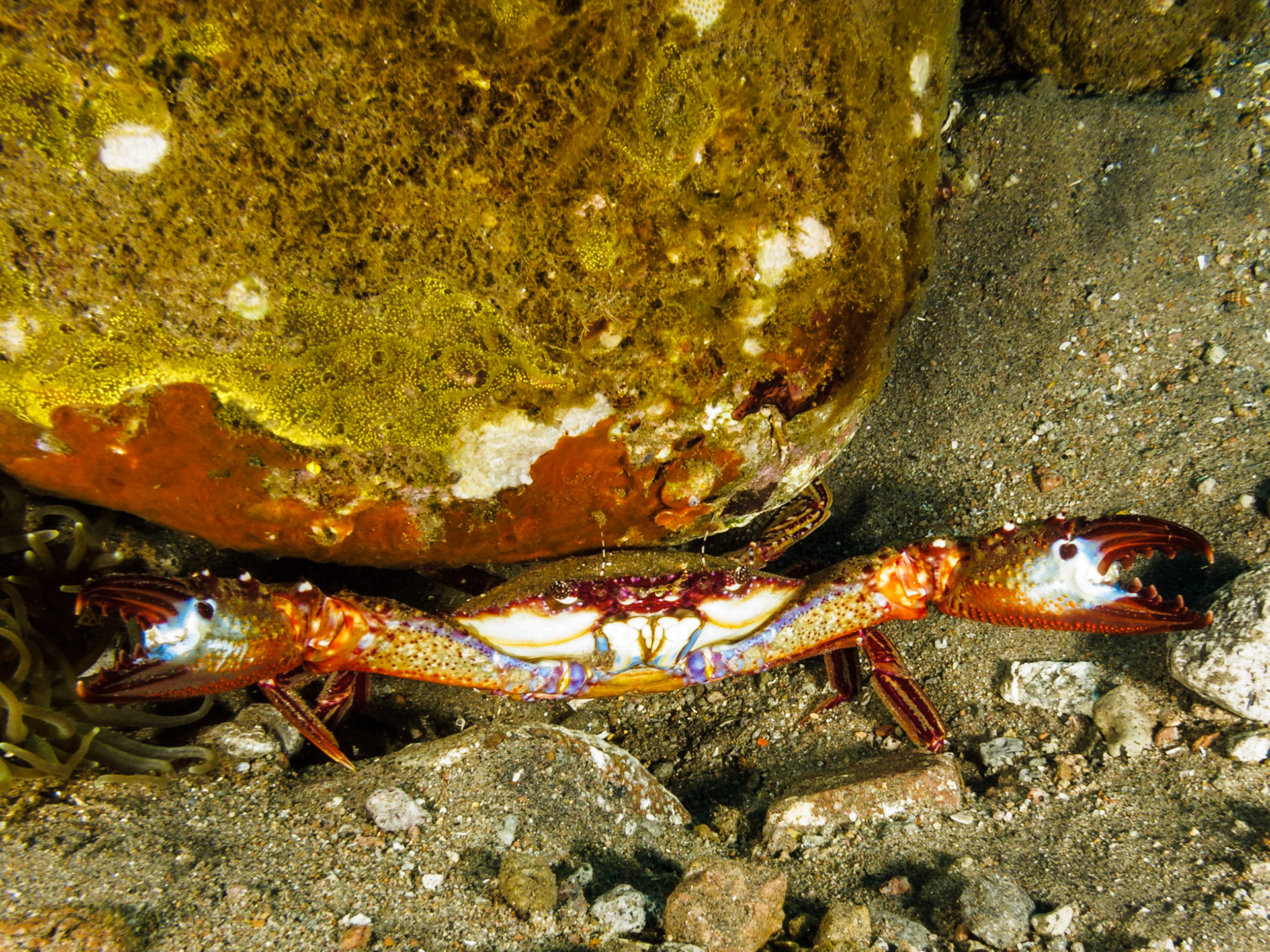 Swimming crab