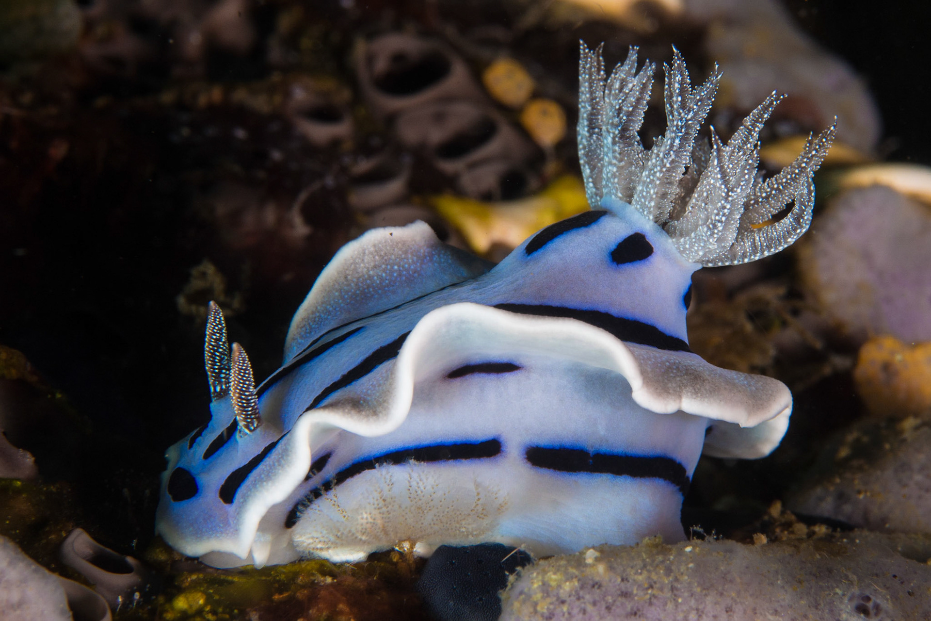 Chromodoris willani