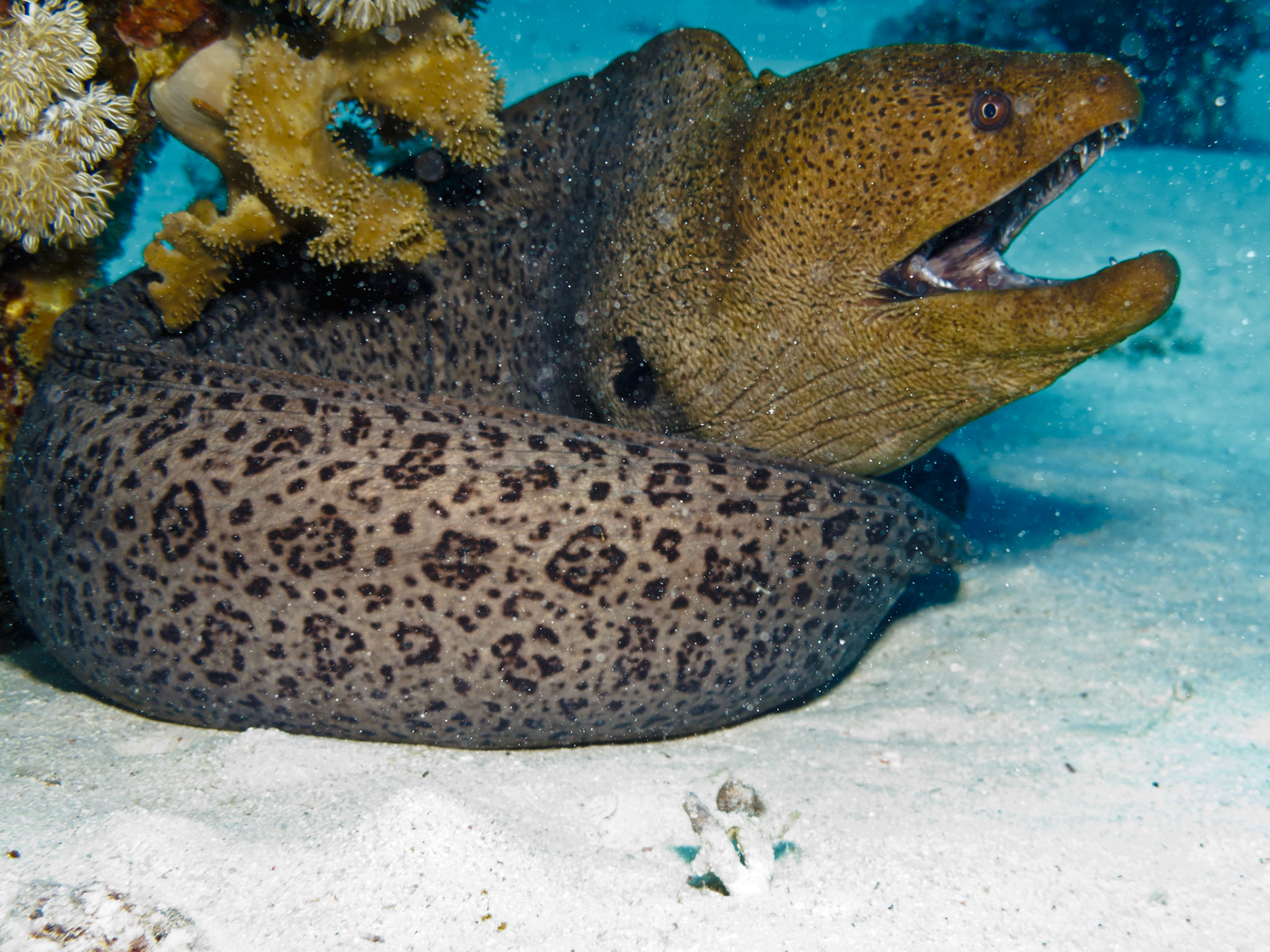 Giant Moray